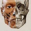 アーティストのための3D解剖学的構造 | バージョン 1.2 アイコン