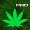 Cannabis News Pro アイコン