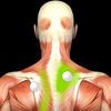 Muscle Trigger Points: Guide & Reference アイコン