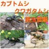カブトムシ・クワガタムシクイズ　昆虫図鑑 アイコン