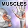Learn Muscles: Anatomy アイコン
