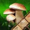 Mushroom Identification &Guide アイコン