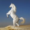 膨大なアートギャラリー・夢の馬：品種·タイプ、競馬場＆トーナメント、写真＆絵画 アイコン