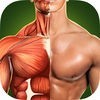 人体解剖3D - 筋トレ アイコン