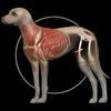 イヌの解剖学 - Dog Anatomy 3d アイコン