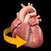 心臓解剖 Heart 3D Atlas of Anatomy アイコン