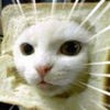 もふもふにゃんこ - かわいい猫で癒される、ねこ好き必携のアプリ アイコン