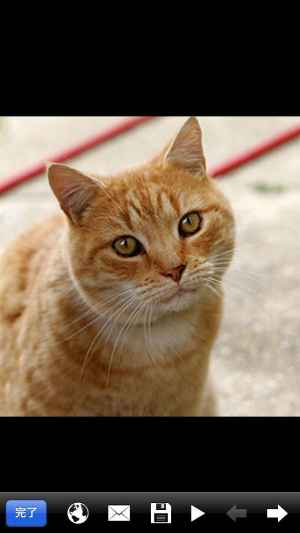 画像検索 画像や壁紙をiphone上で検索 おすすめ 無料スマホゲームアプリ Ios Androidアプリ探しはドットアップス Apps