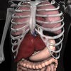 Anatomy 3D - Organs アイコン