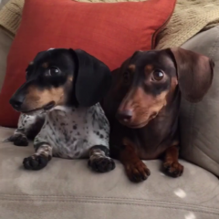 誰でも簡単！面白動画がお手軽に作れるお役立ち無料アプリ！「Boomerang from Instagram」のアイコン