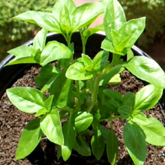 望遠機能で遠くの被写体も！アプリ「カメラズーム自由」のアイコン