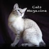 Cats Magazine アイコン