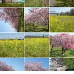 ラクラク写真を加工！写真ふんわり PhotoFluffyを使ってみませんかのアイコン