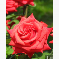 お気に入りの画像に可愛く文字入れ！「Pictory」のアイコン