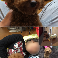 共有アルバム作成アプリ『Moments』のご紹介のアイコン