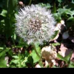 軽い動作が最大の売り！カメラアプリ「LittleCam」で即効撮影！のアイコン