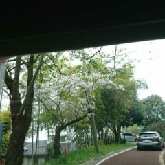 手軽な動画投稿アプリ「Framy - Live Your Dreams」のアイコン