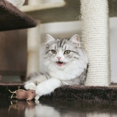 画像加工＆投稿アプリ「cameran」のアイコン