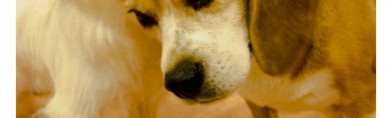 「わんこ天気」可愛い犬の写真に癒される天気予報アプリ