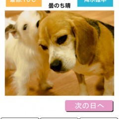 「わんこ天気」可愛い犬の写真に癒される天気予報アプリのアイコン