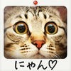 ねこまみれ  -かわいい猫写真が見放題！「ねこのきもち」公式アプリ- アイコン