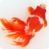 日本金魚図鑑 -Japanese goldfish- アイコン