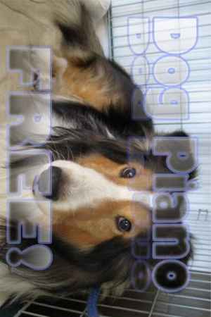 犬ピアノ 無料 Dog Piano Free おすすめ 無料スマホゲームアプリ Ios Androidアプリ探しはドットアップス Apps