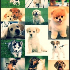 感覚操作で美しい合成画像が作成可能！「Photo Quilt - Auto Collage Maker」のアイコン