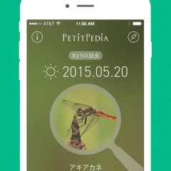 【美しい写真図鑑 - にほんの昆虫 - プチペディア】昆虫図鑑アプリの決定版！約1200種のデータを美しい写真とともに収録。のアイコン