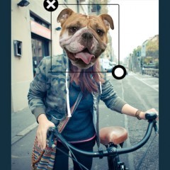 「アニマルフェイス」リアルなアニマル顔に変身してスタイリッシュな写真を作るアプリのアイコン