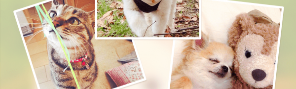 「犬や猫のかわいい動物写真満載～パシャっとmyペット～」癒し効果抜群！ペット写真満載アプリ