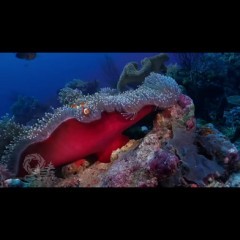 インターネット上にある動画をダウンロードして再生できるアプリ Cloud Video Player Proのアイコン