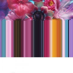 「StripeCam - stripe image and movie -」は、写真や動画をストライプ柄にするアプリのアイコン