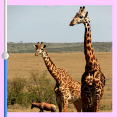 「痩せカメラ -Piggy Camera-」～もうブタちゃんと言わせない？！写真の縦横比変更アプリのアイコン