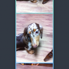 「FrameMagic Lite - All In One Collage Maker」画像や動画を自由自在にアレンジ！のアイコン