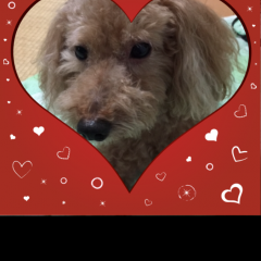 「AceCam Romantic Greeting-Photo Effect for Instagram」でラブリーな写真を撮ろうのアイコン