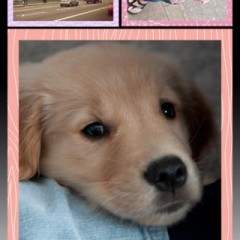 「Ace Photo Jus Frame （Pro）」お気に入りの写真をフレーム加工で素敵にセンスアップしよう！のアイコン