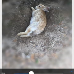 「ぼかし加工-モザイク写真加工と美肌加工でゆるふわな自撮りを美白もできるぼかしアプリ」必要な部分だけにモザイク、ぼかし加工ができるのアイコン