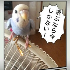 「プリプリまろん mini　～写真デコレーション～」ふきだしのつけられる写真加工アプリ！Twitterにも楽々投稿！のアイコン