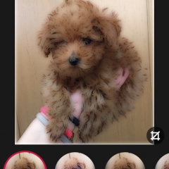 「Gloomlogue」あなたの写真がイラスト風に変身のアイコン