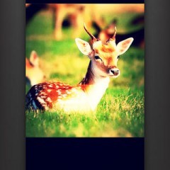 「Camera FX - 写真編集者」でカッコイイ写真を素早く作っちゃおう！のアイコン