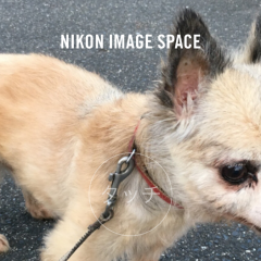 「NIKON IMAGE SPACE」アプリで思い出の写真を共有しよう！のアイコン