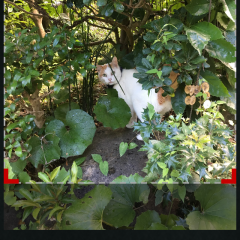 「写真切り取り」は、画像を正方形や長方形に切り抜いたり、写真をデコレーションできるアプリのアイコン