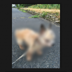 「BlurCamera -ぼかしカメラ 簡単に写真加工できちゃう / 自撮りの背景ぼかしにも」で簡単に写真をぼかそう！のアイコン