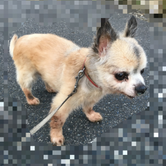 「MOSAIQUE シンプルモザイク - ぼかし加工」で、見せたくないものは隠しちゃおう！のアイコン