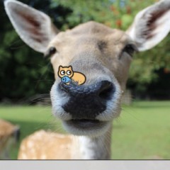 可愛いネコちゃんたちが写り込む無料カメラアプリ「ねこカメラ」のアイコン