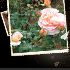 「QQ写真」で写真に色ニュアンスや太陽光などを加えたり、おしゃれなフレームにして加工してみましょう。のアイコン