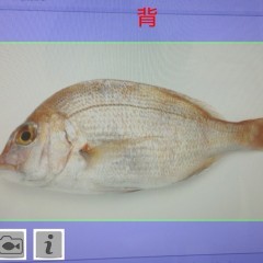 「教えて！魚」アプリを使えば魚釣りがもっと楽しくなる！のアイコン