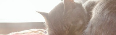 「ねこ好き専門アプリ necosta」猫好きのための猫写真満載アプリ