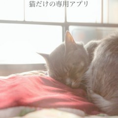 「ねこ好き専門アプリ necosta」猫好きのための猫写真満載アプリのアイコン